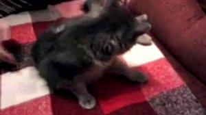 Пьяная кошка