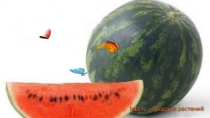 Арбуз обыкновенный Кримсон Спринт ? Кримсон Спринт обзор: как сажать, семена арбуза Кримсон Спринт