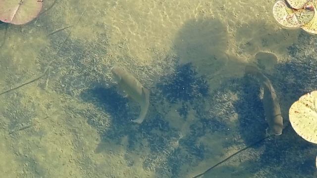 линь в пруду-3
14 июля 2023 года