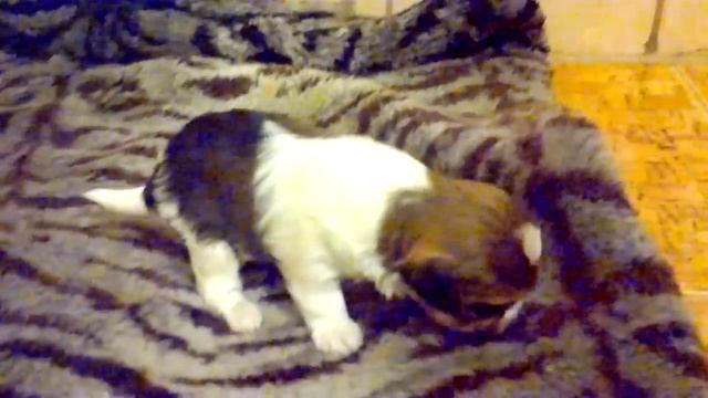 щенята русалята 3 недели.mp4 смотреть онлайн