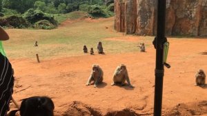 САФАРИ ПАРК ХАЙНАНЬ (Хайкоу): Панда, Фламинго и Динозавры - Экскурсия для всей семьи