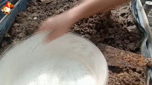 Правильное проращивание зерна летом для кур и домашней птицы