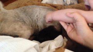 Коты и дети )