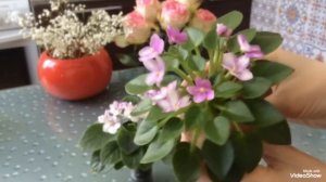 Мини Фиалки селекции Алексея Кузнецова (СК) 1 часть