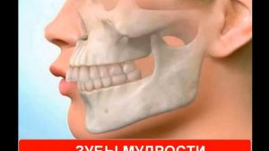 Атавизмы и рудименты . Признаки "животного" происхождения человека которые есть у нас