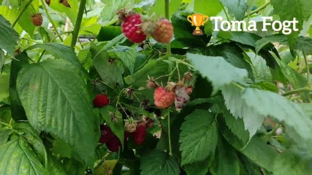 Дорога на Дачу в Германии.Собираю оставшиеся ягоды.24 июля 2023 смотреть онлайн