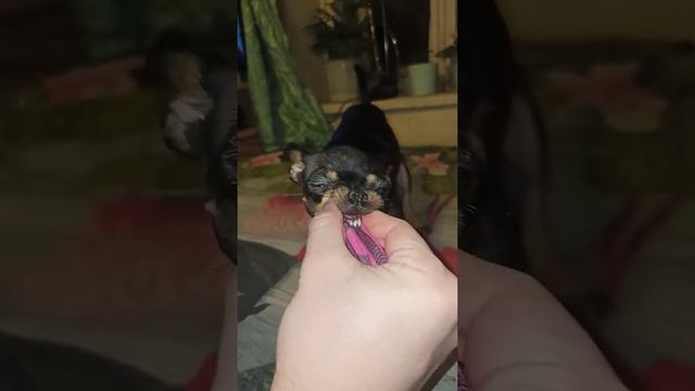 Собака Лика со смешной мордашкой | Lika dog with a funny face