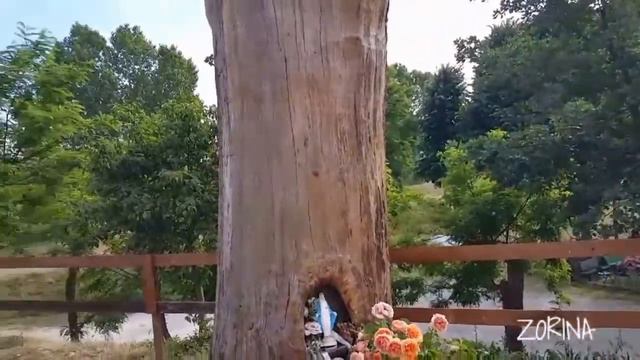 Дерево которому больше 200 лет смотреть онлайн