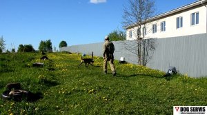 Бельгийская овчарка по кличке Алый. Досмотр участка местности.