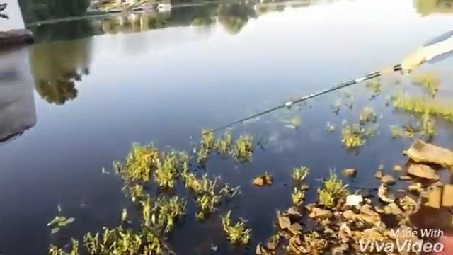 Рыбалка на поплавочную на пине начало лета (пинск) смотреть онлайн