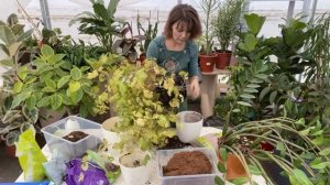 Пересадка  циссус элен даника