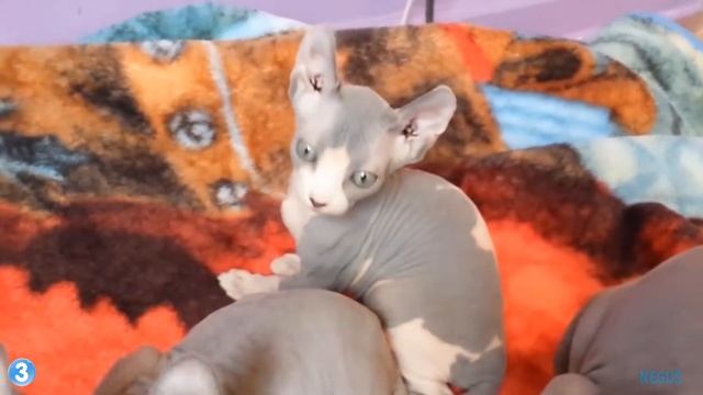 5 САМЫХ НЕОБЫЧНЫХ ПОРОД КОШЕК В МИРЕ смотреть онлайн