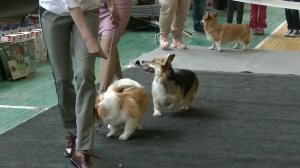 корги пемброк на выставке 11.05.19