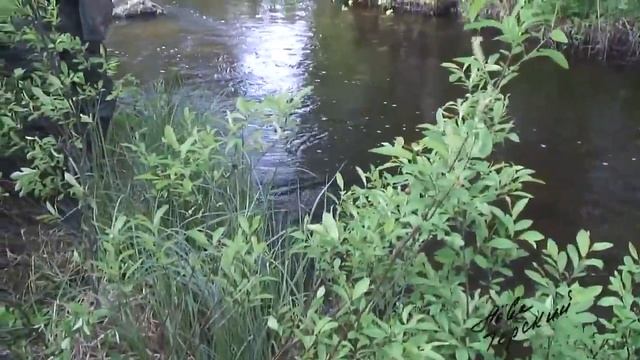 Хариус вприглядку смотреть онлайн