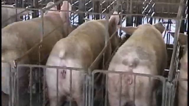 Ukryty za maska 2/8 смотреть онлайн