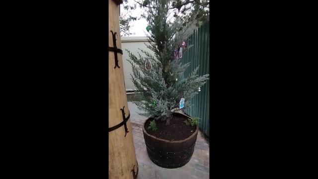 Сказочный вход в можжевеловую рощу. Новый Свет.