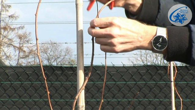 Aktinidia (mini kiwi) - drugi rok uprawy – formowanie odmiany męskiej смотреть онлайн