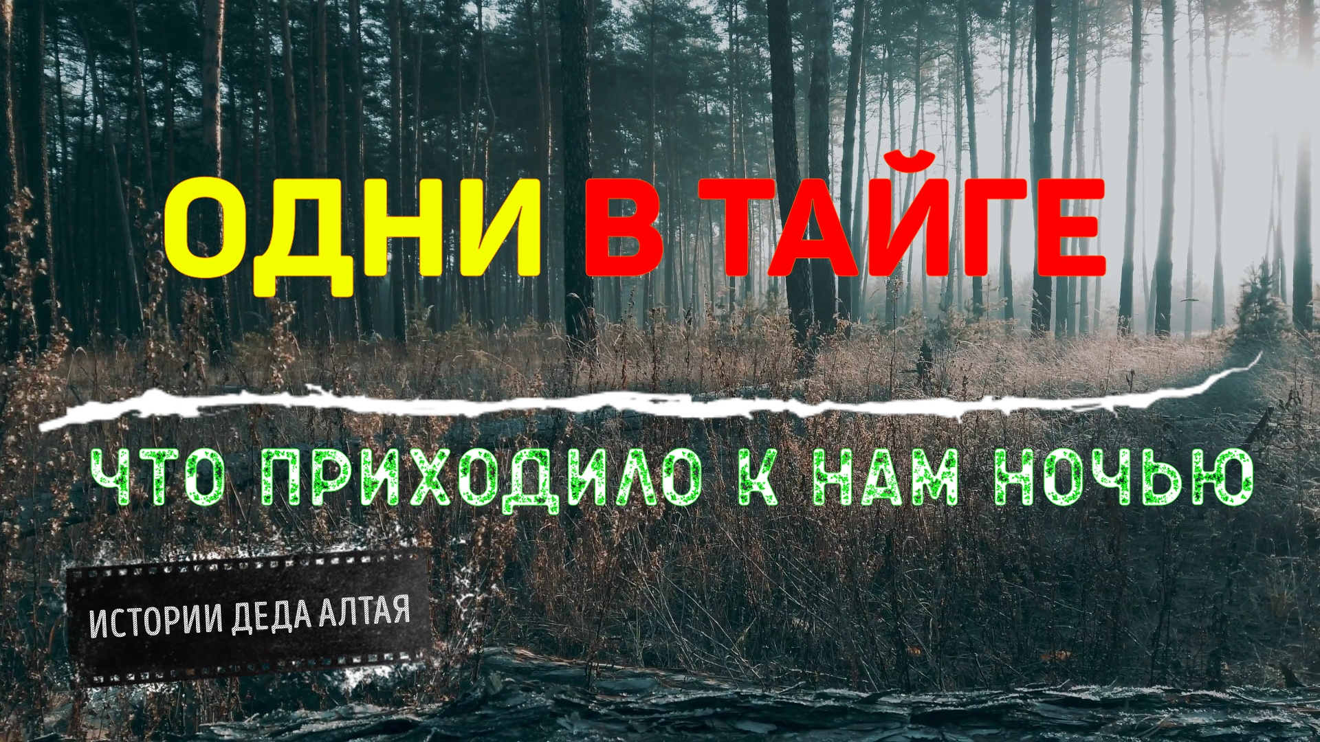 Таежные истории. Видеоролик сила тайги. Заповедные тропы. Тайга и тундра. Как мы вредим тайге.