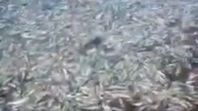 мор рыбы в ( Днепродзержинске) Каменское смотреть онлайн