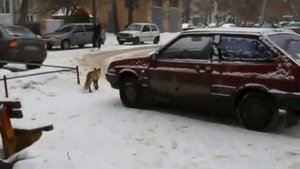 Прикол, угар. Лиса в городе