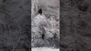 Медведи на трассе Касли - Верхний Уфалей, Челябинская область, 23.04.2023 г.