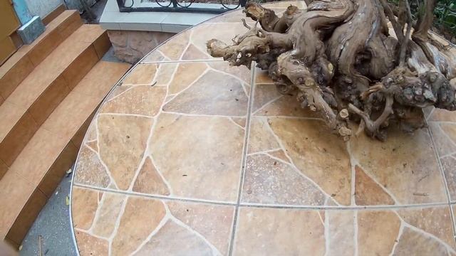 Обзор № 31 Виноградная коряга, без обработки смотреть онлайн