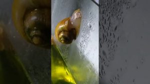 ампулярия откладывает икру на стенке аквариума..при температури 25 градусов.