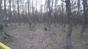 Почему меня не впечатлил "танцующий лес" на Куршской косе