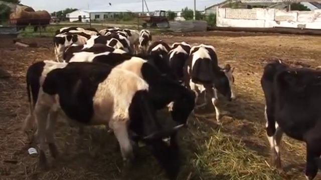 Земля Самарская. Пестравский район