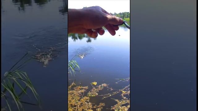 Ловля Щуки летом на ставке!#shorts#рыбалка смотреть онлайн