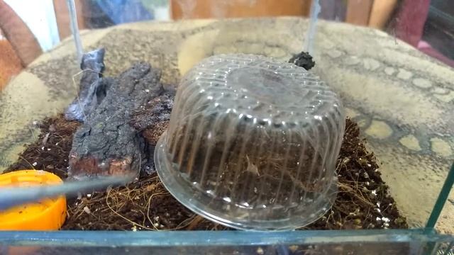 У меня развелись скорпионы !)) Неожиданно но факт) смотреть онлайн