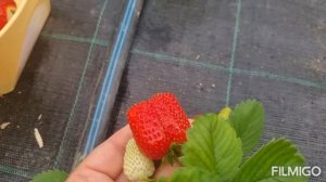 Осенняя посадка клубника Азия