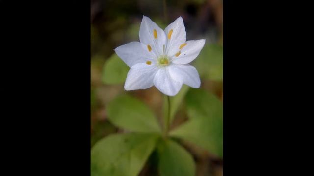Лесные цветики смотреть онлайн