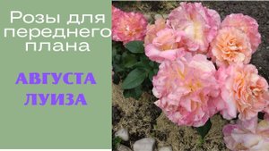 Розы для переднего плана Августа Луиза