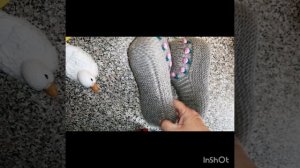 МОИ ЛЮБИМКИ НОСОЧКИ😍😍😍