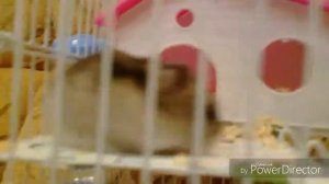 Покупки для хомяка)???