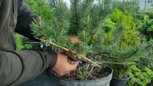 растяжка сосны обыкновенной Ватерери часть 1