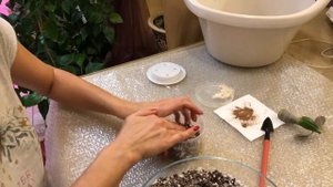 АДЕНИУМ ОБРЕЗКА КОРНЯ И СТВОЛА / ADENIUM ROOT PRUNING