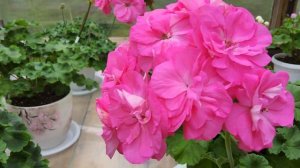 #613. Бесподобное осеннее цветение ЮВ Королевский Шиповник!