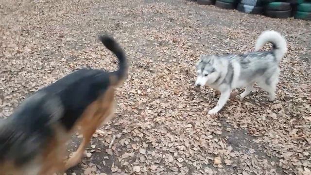 Хаски или немецкая овчарка ? Husky or German shepherd?