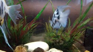 Попугайчики и Скалярия✌️???.3gp.mp4