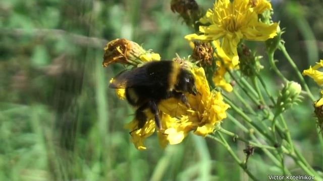 Жизнь замечательных шмелей c англ. субтитрами - Bumblebees with subtitles смотреть онлайн