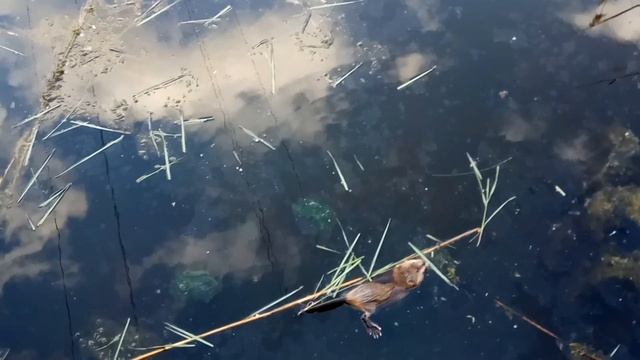 ОНДАТРА — MUSKRAT (мускусная крыса) смотреть онлайн