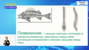 7-класс | Биология  | Общая характеристика типа Хордовых