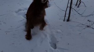 Зайчик в гости приходил