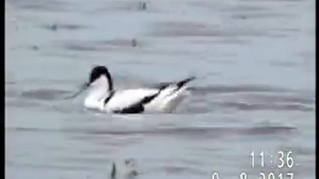 ШИЛОКЛЮВКА И ДВА ЕЁ ВЗРОСЛЕЮЩИХ ПТЕНЦА смотреть онлайн