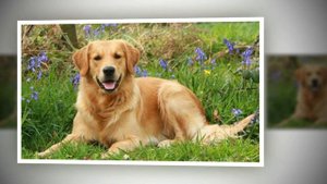 Золотистый ретривер - одна из лучших пород для семей с детьми