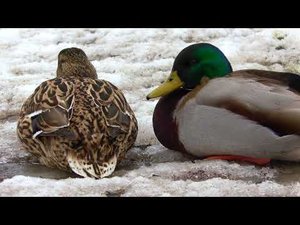 Дикие утки 4К. Panasonic HC VXF990. mp4