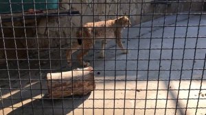 Длинноногие рыси Тайгана! Taigan's long-legged lynxes!