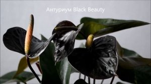 Антуриумы - самые красивые сорта